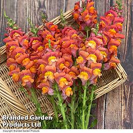 Antirrhinum majus Potomac Dark Orange F1 Seeds