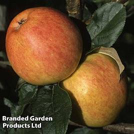 Apple Bardsey Island