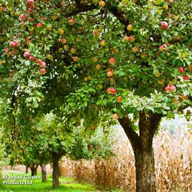 Apple Blenheim Orange