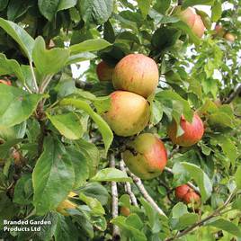 Apple Bramley 20