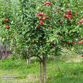 Apple Family Apple Tree
