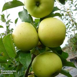 Apple Greensleeves
