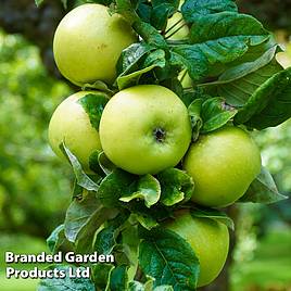 Apple (Malus) Limelight