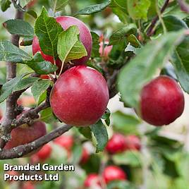Apple Red Devil