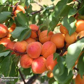 Apricot Tomcot