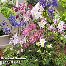 Aquilegia caerulea Biedermeier