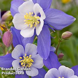 Aquilegia Dragonfly