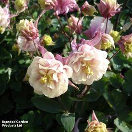 Aquilegia Winky Double Rose White