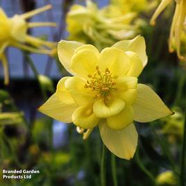 Aquilegia chrysantha Yellow Star