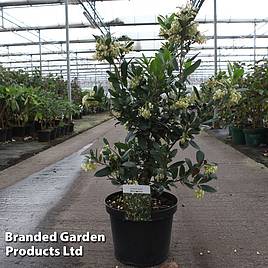 Arbutus unedo Atlantic