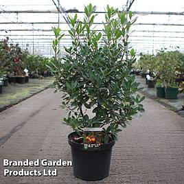 Arbutus unedo Roselily