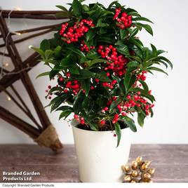 Ardisia crenata Queen Star