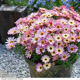 Argyranthemum Rose Red