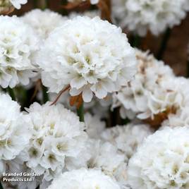 Armeria Dreameria Dream Clouds