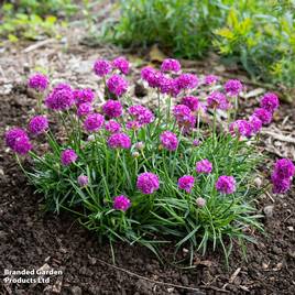 Armeria Dreameria Vivid Dreams
