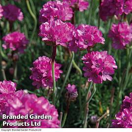 Armeria maritima Düsseldorfer Stolz