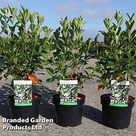 Aronia melanocarpa Professor Ed