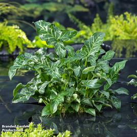 Arum italicum