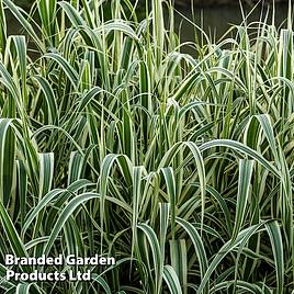 Arundo donax Variegata