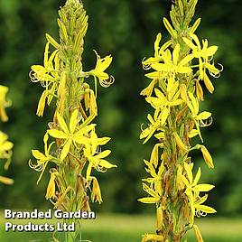 Asphodeline Yellow Candle