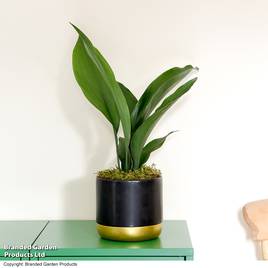 Aspidistra elatior