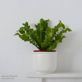 Asplenium nidus Crispy Wave