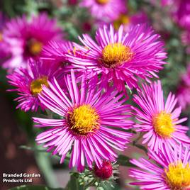 Aster novi-belgii Bahamas