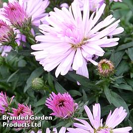 Aster novi-belgii Chatterbox
