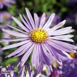 Aster x frikartii Mönch