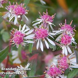Aster novi-belgii Lady in Black