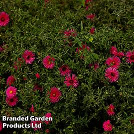 Aster novi-belgii Jenny