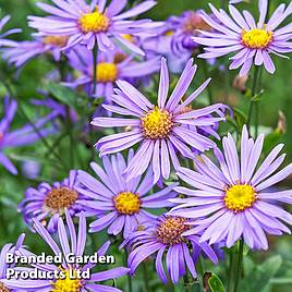 Aster amellus Rudolf Goethe