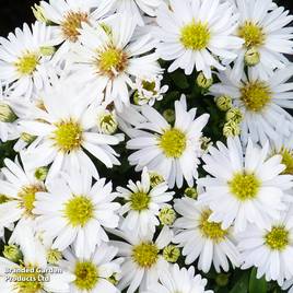 Aster novi-belgii Snow Cushion