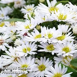 Aster novi-belgii Snowsprite