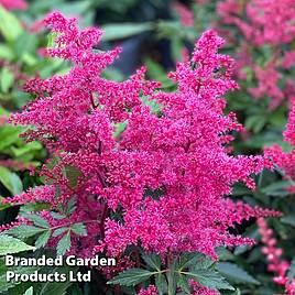 Astilbe Astary Rose