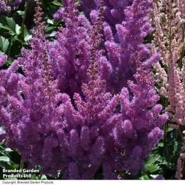 Astilbe chinensis Black Pearls