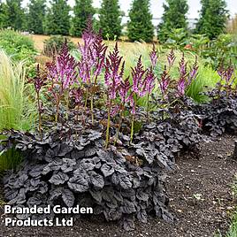 Astilbe Dark Side of the Moon