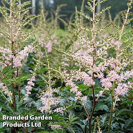 Astilbe Hennie Graafland