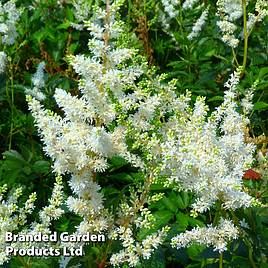 Astilbe x arendsii Weisse Gloria