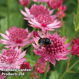 Astrantia major Venice