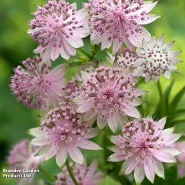 Astrantia Buckland