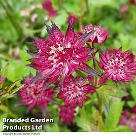 Astrantia major Moulin Rouge