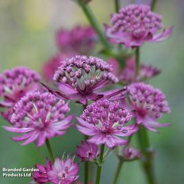 Astrantia major Star of Beauty
