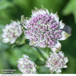 Astrantia major Star Of Billion