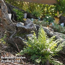 Athyrium otophorum var. Okanum