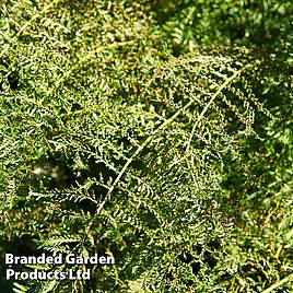 Athyrium filix-femina Victoriae