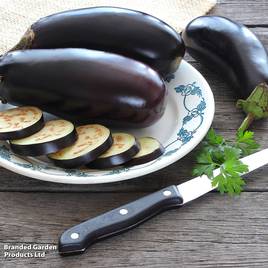 Aubergine Black Beauty - Organic Seeds