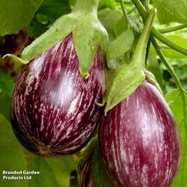 Aubergine Graffiti F1 - Seeds