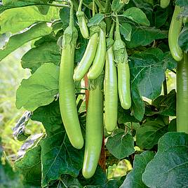 Aubergine Green Knight F1 Seeds