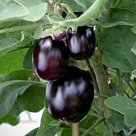 Aubergine Jackpot